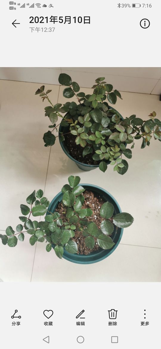 优秀月季品种推荐,正宗佛罗伦蒂娜月季