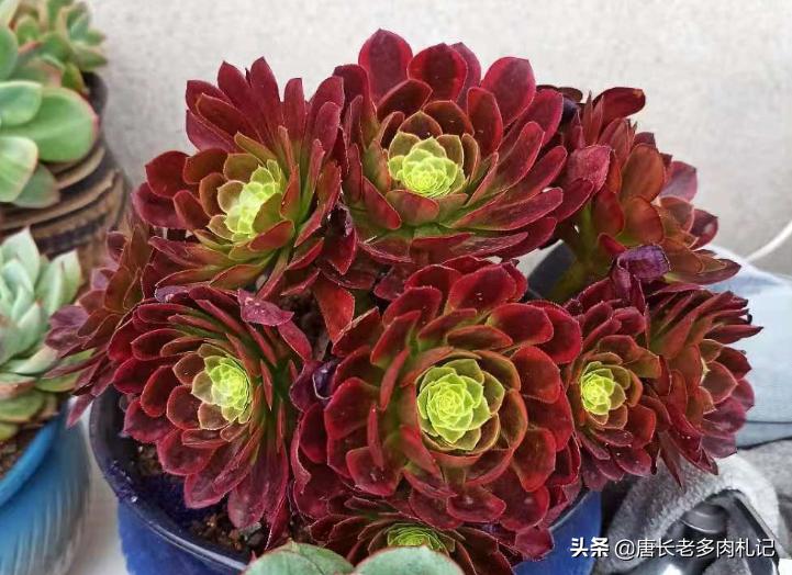 想让多肉长得好用什么药,想让多肉长大用什么土