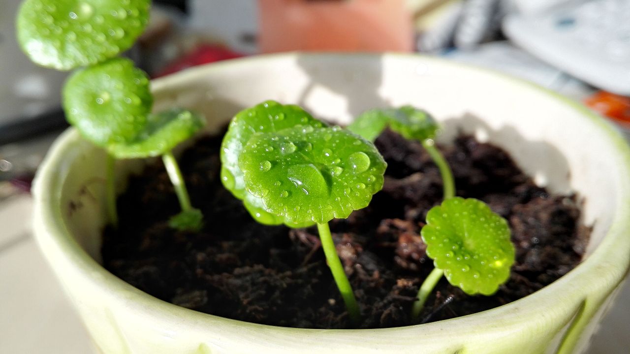 3种“旺财”花，寓意财源滚滚，养一盆，日子越过越舒心