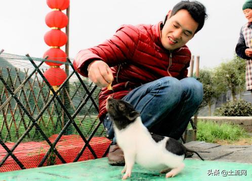 适合新手创业的养殖项目,农村创业低成本做什么养殖最适合