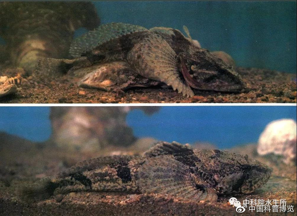 生活在长江的特有珍稀动物是什么,什么珍稀动物是长江特有的