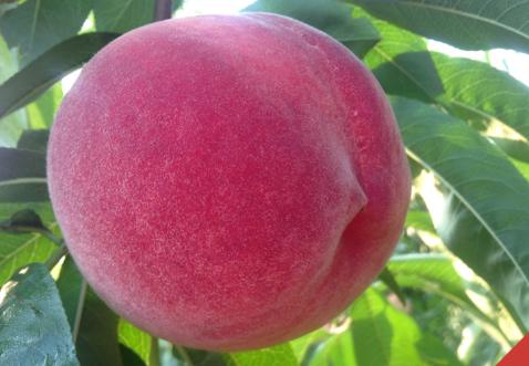 桃子怎么催熟最快,桃子怎么弄不软化