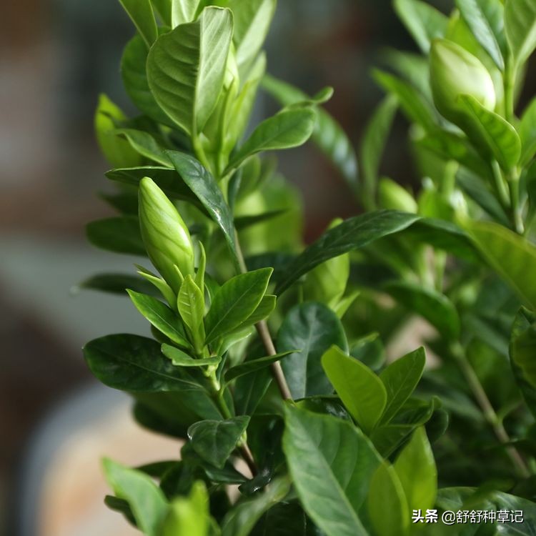 栀子花黄叶的各种原因及解决办法,栀子花持续黄叶的原因及处理方法