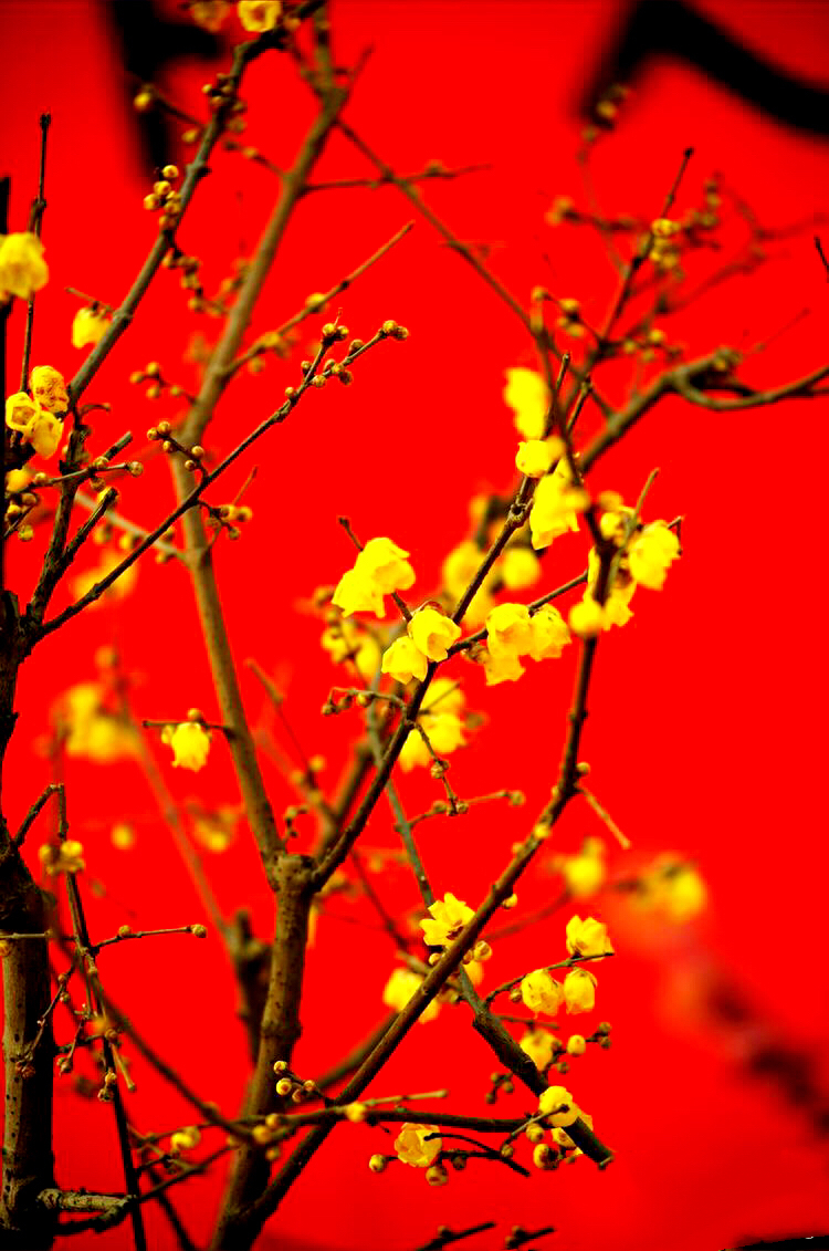 腊梅迎春绽放满园幽香扑鼻,腊梅花香清香扑鼻