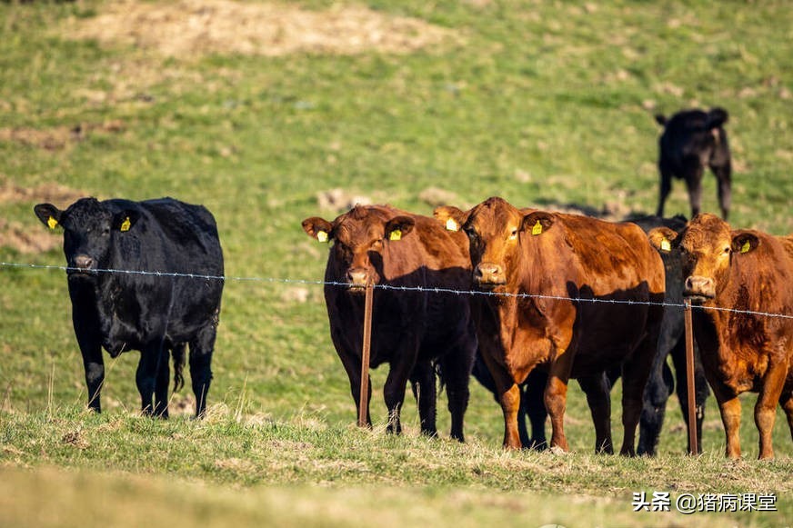牛体表寄生虫用啥药杀好,牛体外寄生虫有什么症状