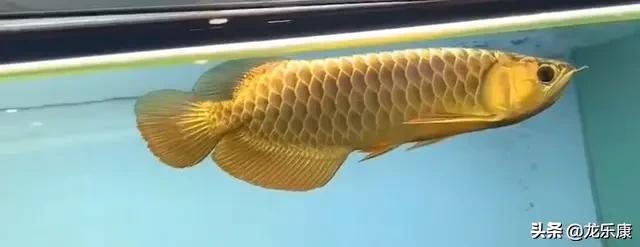 龙鱼基本知识,金龙鱼怎么分高背和过背