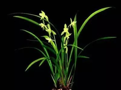 兰花生病怎么治最有效果,兰花病害怎么治愈