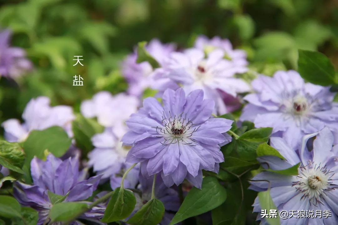 10元3棵铁线莲苗多色,铁线莲苗圃视频