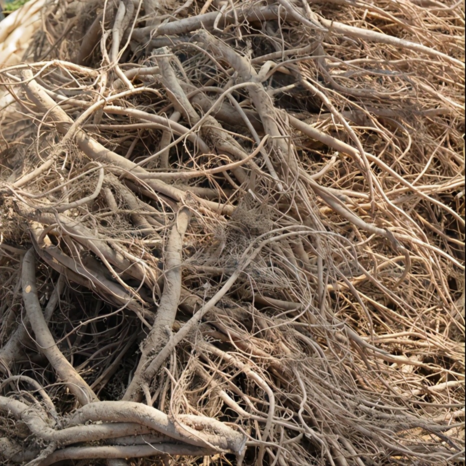 神农本草经中的药材图片,神农本草经高清彩图