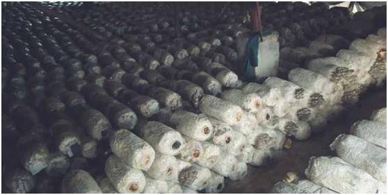 蘑菇撑开致富伞图片,食用菌撑开群众致富伞