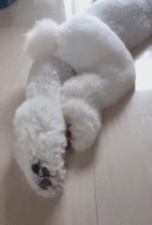 狗狗趴在客厅,从狗狗的睡姿看爱不爱你