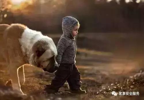 主人被狗咬狗救主人,主人被自己狗咬伤了