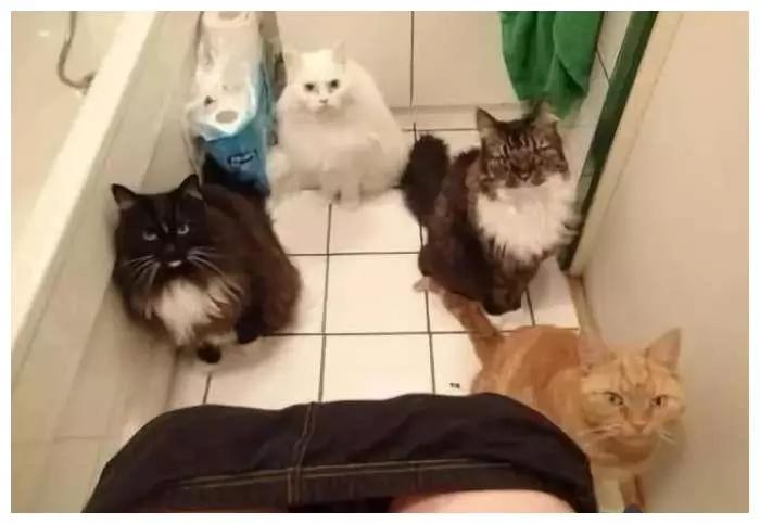 猫咪傲娇，为什么那么多人养？喜欢猫的18个理由，每个都无法反驳