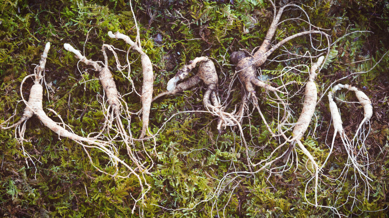 哇,人参随便挖!韩国还能这么玩
