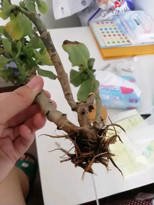 夏天种花不浇水的小窍门,哪十种花夏季少浇水