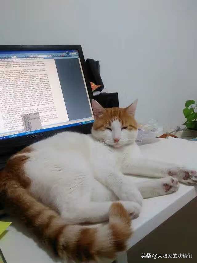 你这样的白橘猫，叫我怎能不爱？