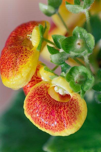 家里养什么花最好养耐活招财,家庭养什么花最招财又好看