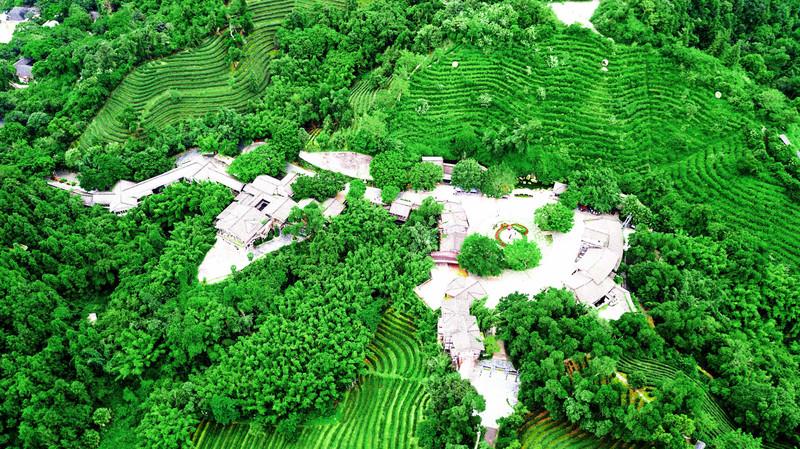 深圳隐藏着一个世外花海公园,深圳茶园