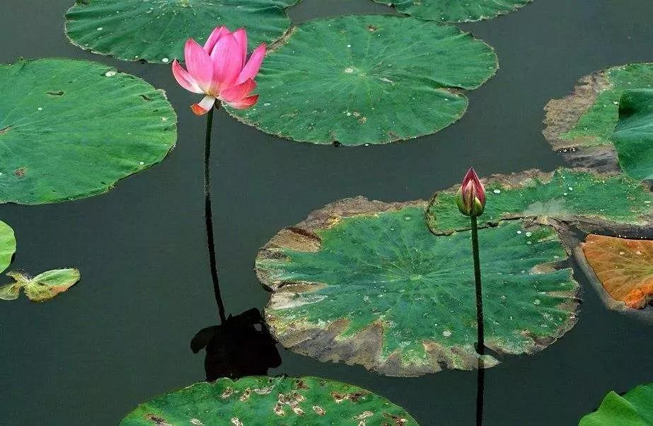 五言律诗赏析技巧,五言诗的格律与押韵以及结构形式