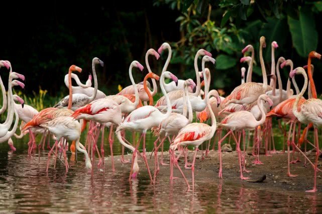 去广州旅游攻略长隆动物园,亲子游广州长隆动物园