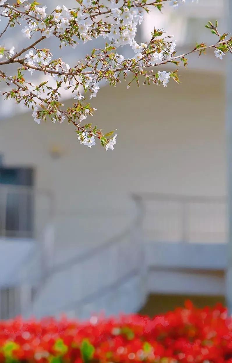 南通大学杏林学院多大面积,南通大学杏林学院排名