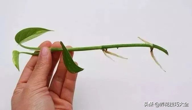 绿萝水培扦插生根最快方法,绿萝剪枝扦插方法水培教程