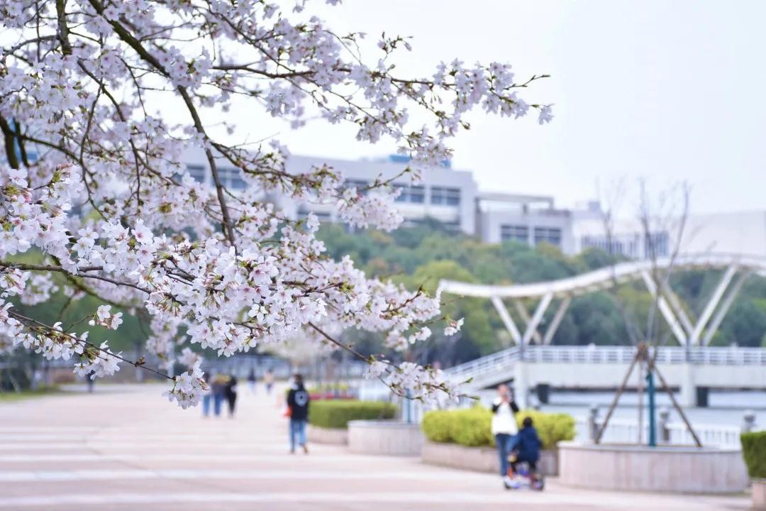 全国食堂最好吃的十所高校,全国最美高校食堂排名