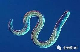 学科教学生物真题,生物教学中各种模型