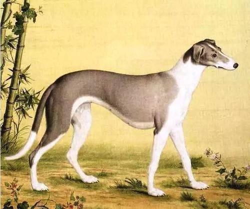 哮天犬到底长什么样,神犬和哮天犬有什么区别