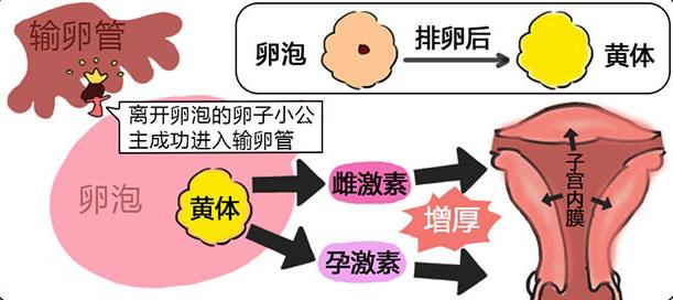 大姨妈是怎么来的视频,大姨妈是怎么来的图片