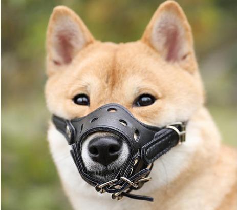 狗狗从小纠正护食训练,如何纠正狗狗的护食坏习惯