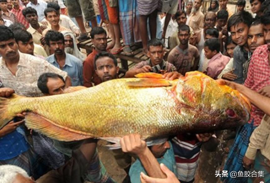 孟加拉吉大港鱼胶市场,鱼胶海外市场