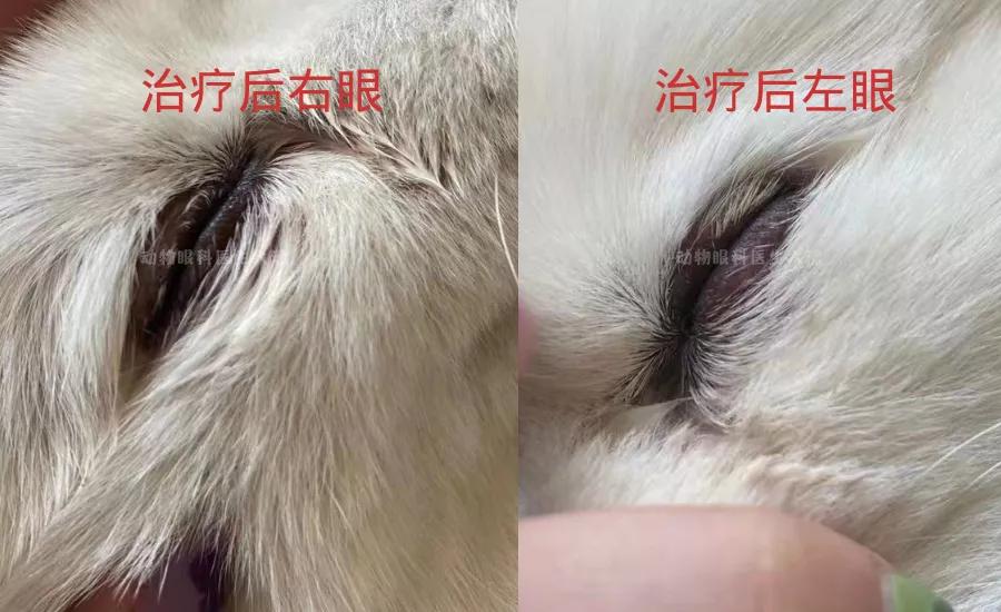 狗狗内分泌紊乱脱毛怎么治疗,狗狗皮肤一块块脱毛怎么治疗