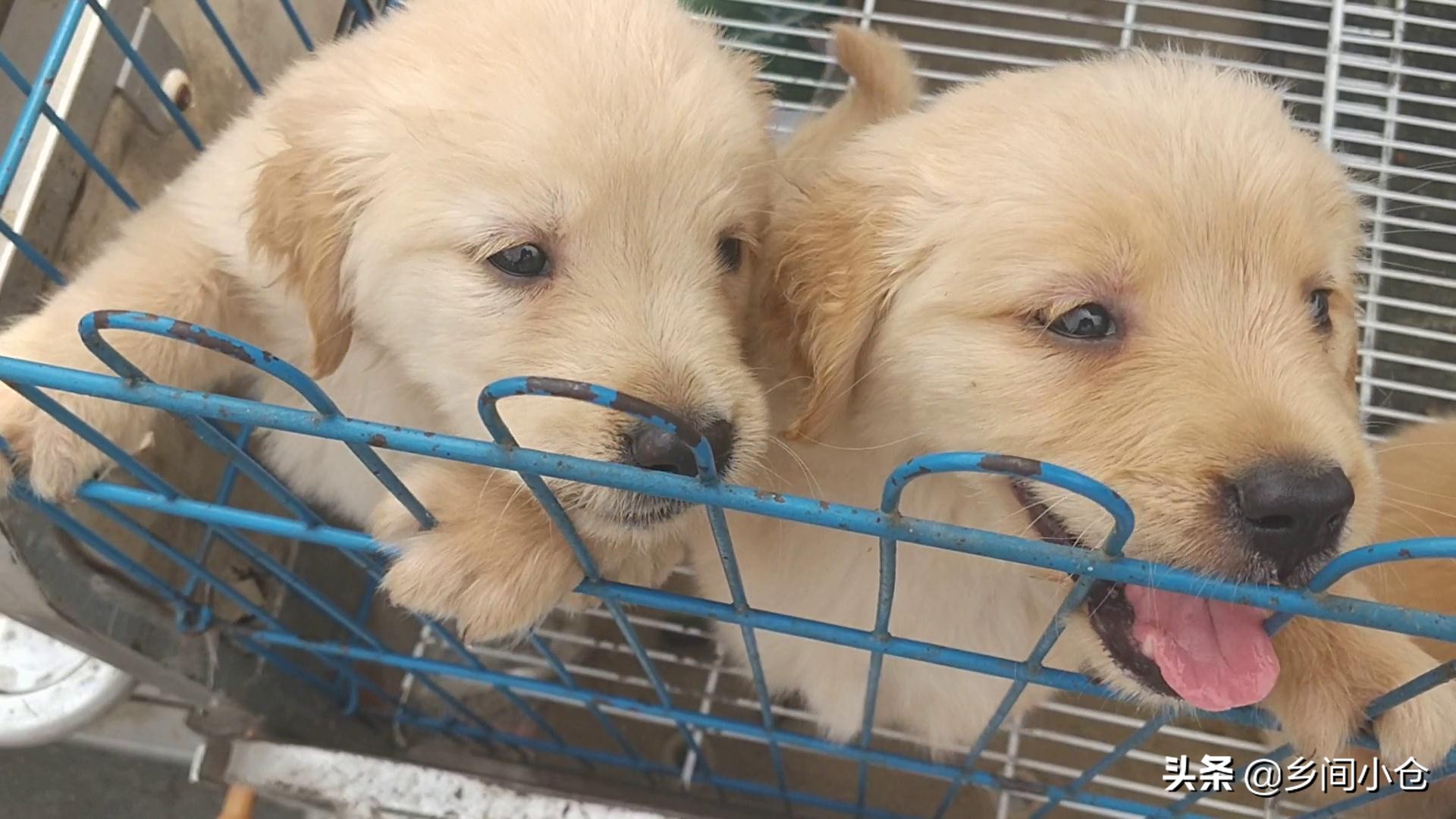 豫东最大狗市在哪里 (豫东南最大的狗市在哪里)