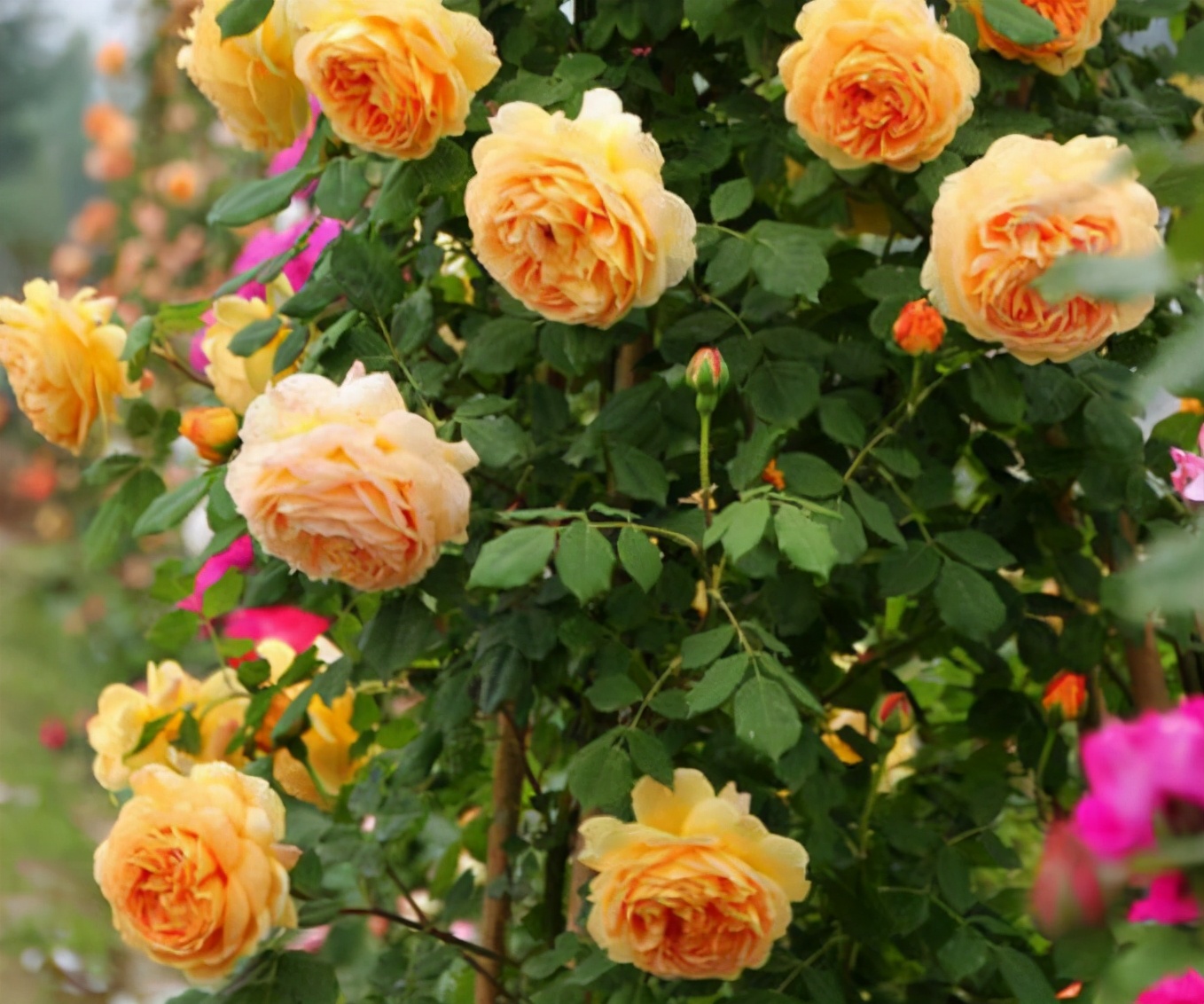 适合院子有藤的花,适合做花墙的藤本月季推荐