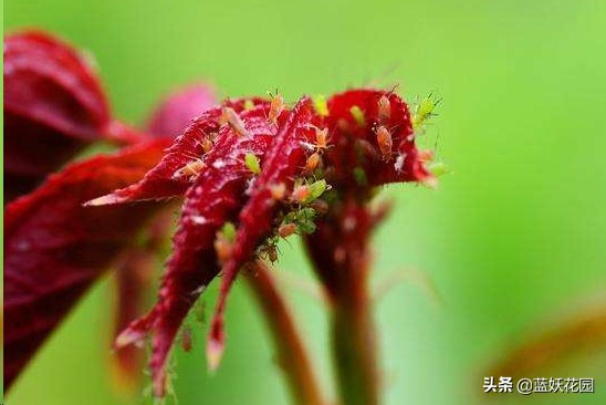 月季花苞期蚜虫不处理会怎么样,月季花苞上有蚜虫喷什么药
