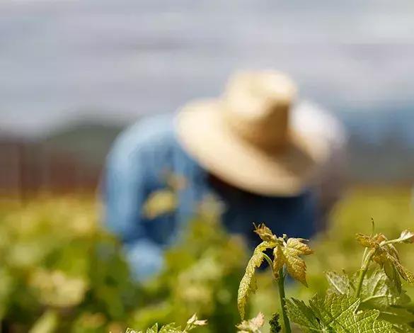 纳帕谷宁夏川波尔多,波尔多纳帕谷
