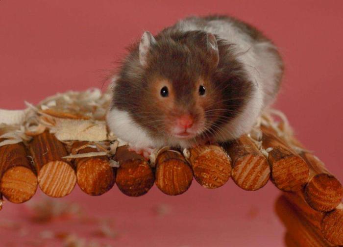 小仓鼠日常生活记,零碎小仓鼠的日常