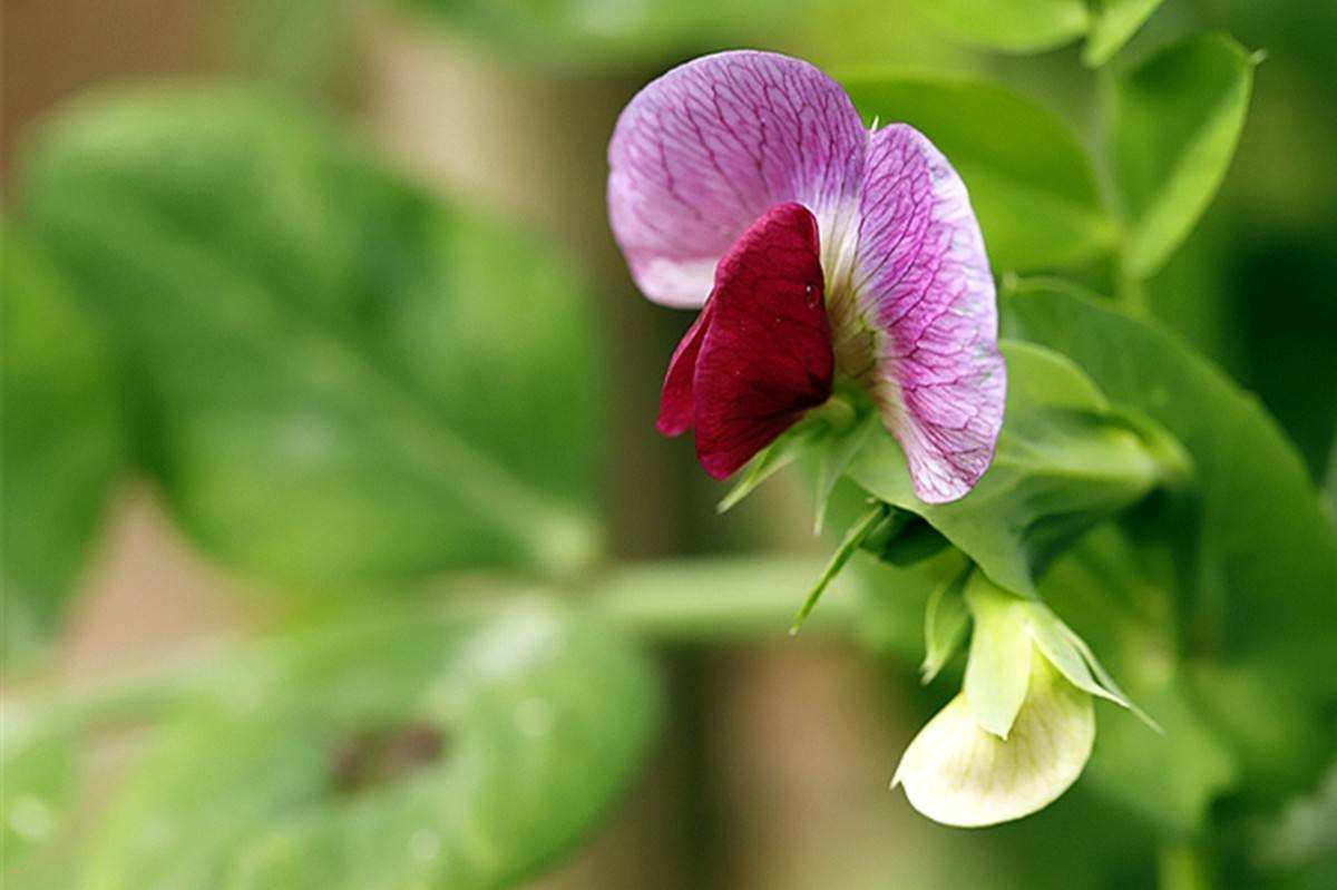 全球仅剩1株的伍德苏铁该怎么交配？科学家为它娶了位“新娘”