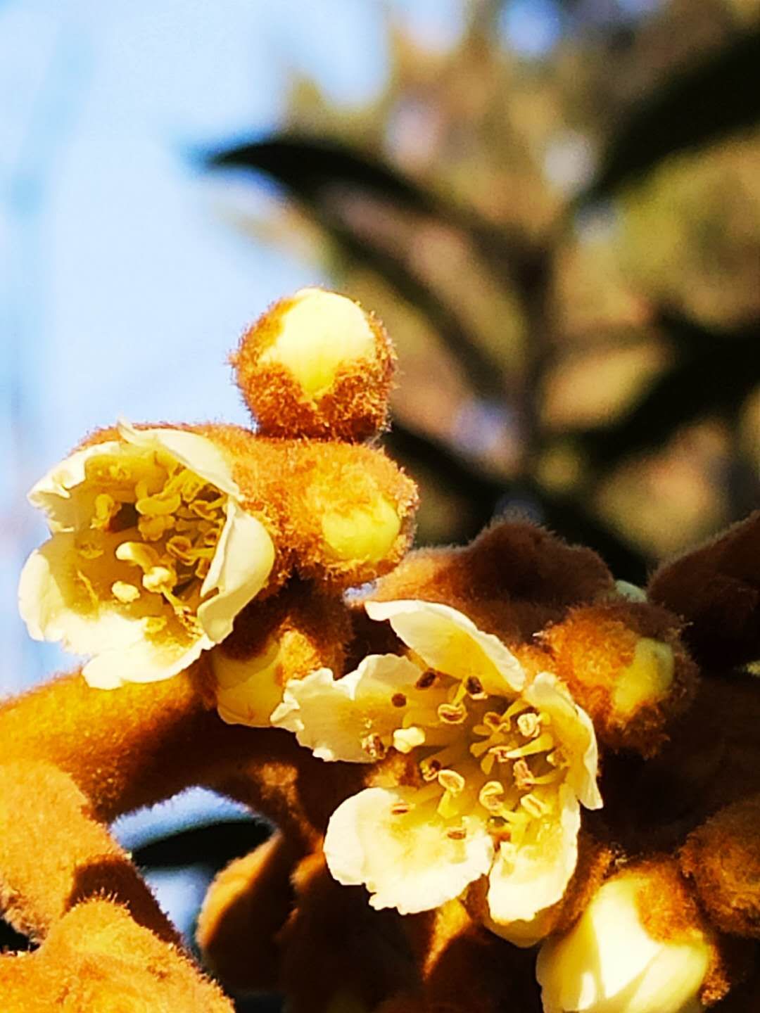 家乡的枇杷黄了,临安哪里有枇杷