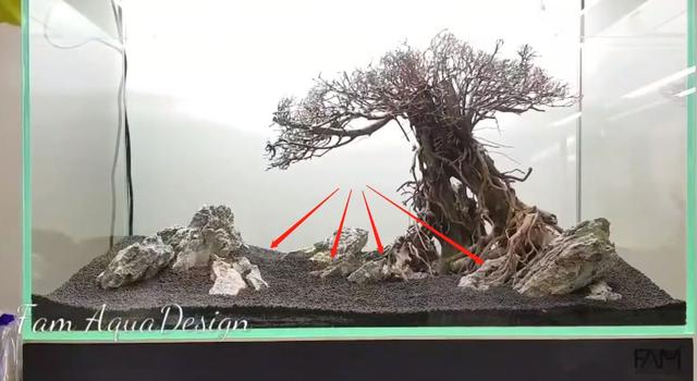 莫斯树到底好不好,莫斯树是什么