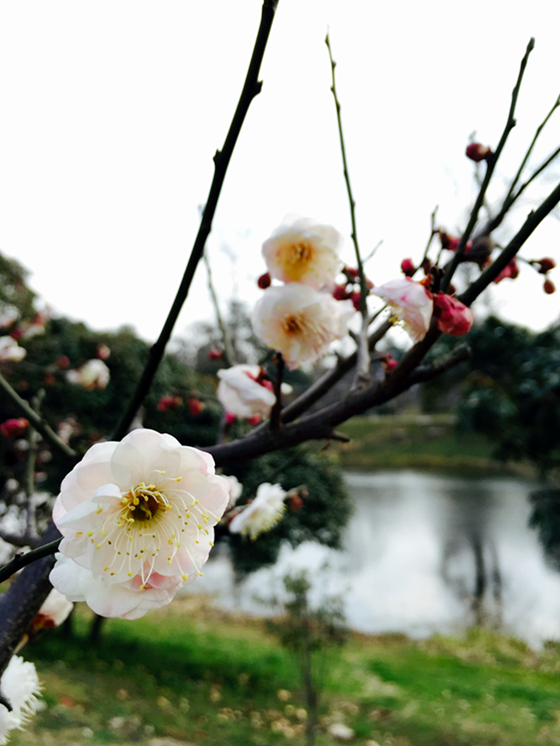 月下说金陵，晨起游南京