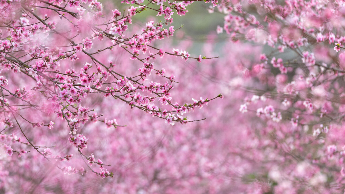 春到桃花水，飘然一叶舟。读古诗词，邂逅时光里的桃花流水