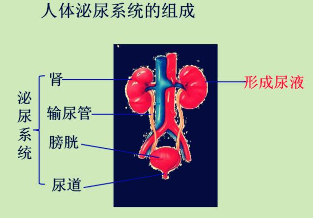 人体八大系统主要功能和病变,人体泌尿系统的组成全解