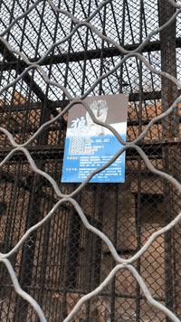 稀奇罕见的狗,很常见的罕见狗