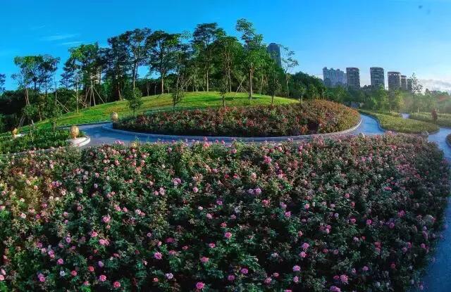 深圳花海公园推荐景点有哪些,深圳花海公园地址在哪里