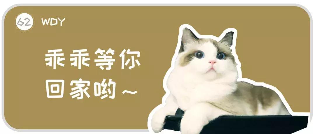 你知道猫咪的一天是如何度过的吗,主人不在家猫咪为什么一直在睡觉