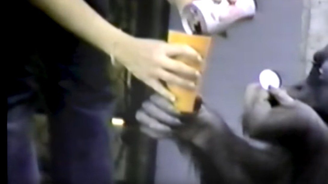 一只上过大学的猩猩试图成为人类，但现实给了它一记重锤