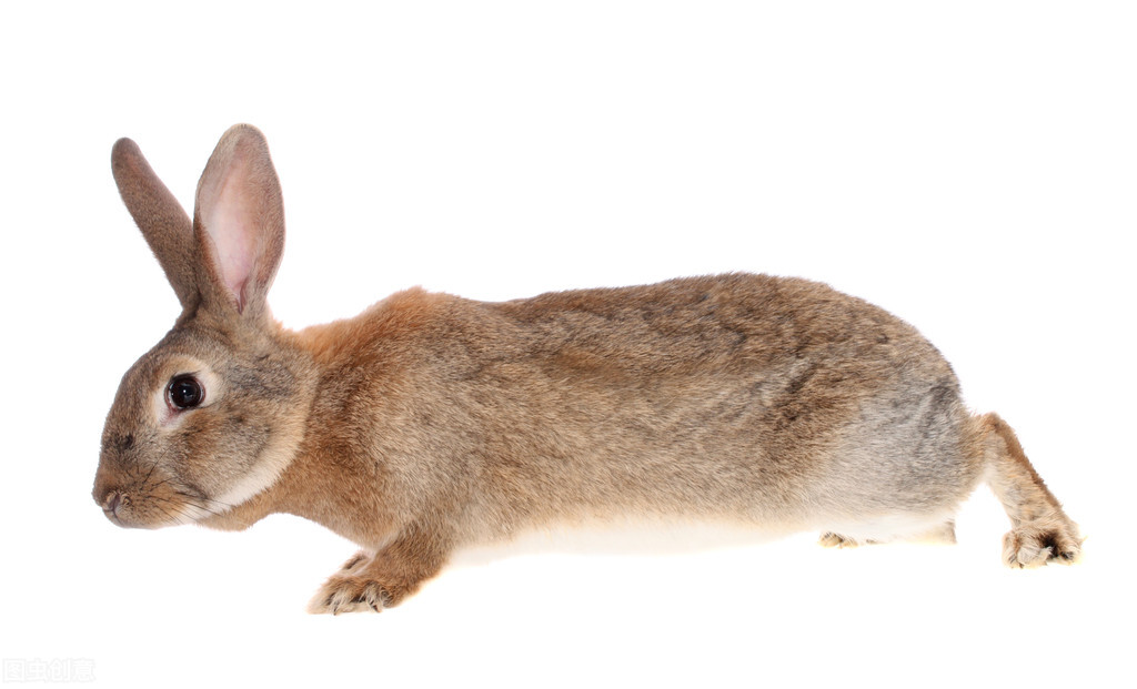 黄鼠狼报恩全集,黄鼠狼报恩