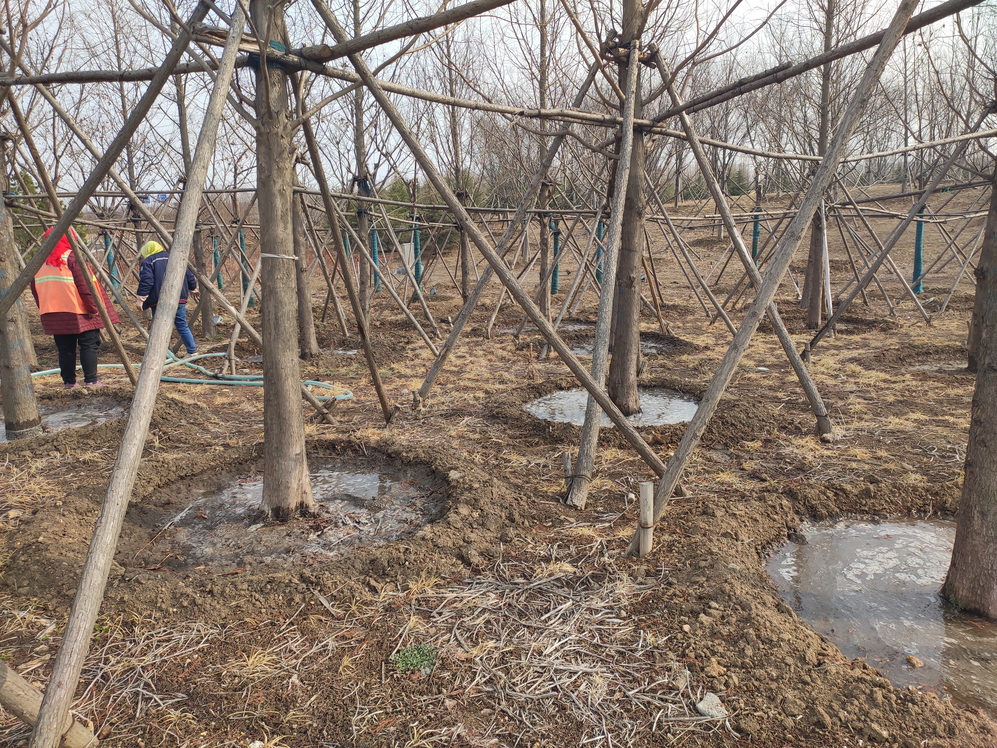 四月份园林植物病虫害防治,五月份园林病虫害防治科普百科